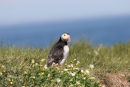 06-5178 Puffin (Fratercula arctica) Surrounded by Sea Campion Flowers, Farne Islands, North East Coast of England